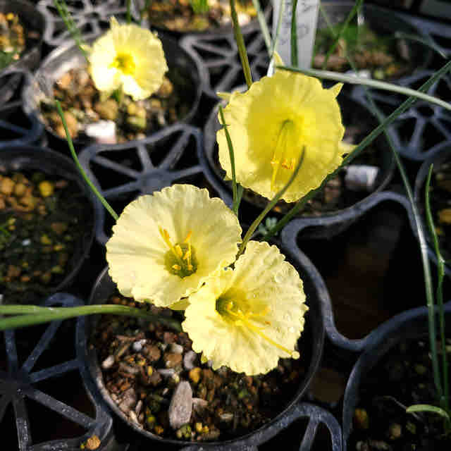 山野草色々入荷 南坊園一宮市 : 南坊園のブログ