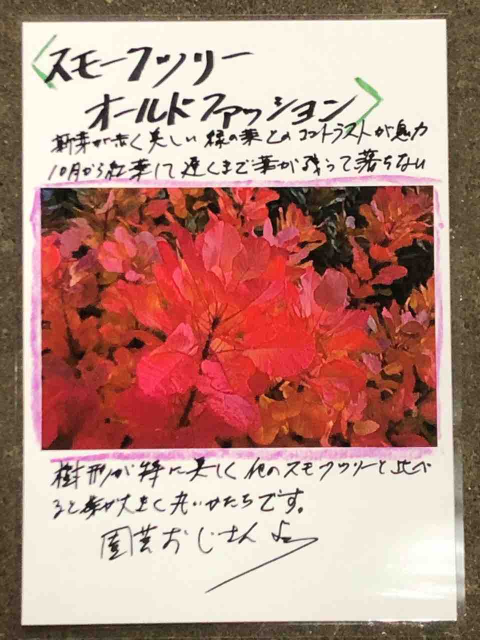 スモークツリー オールドファッション / 260