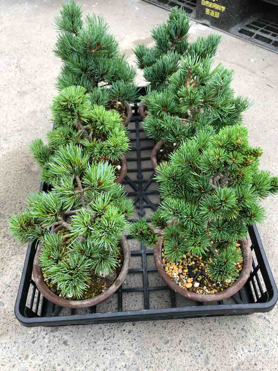 【棚場整理】八房五葉松 棚場整理】八房五葉松 棚場整理】八房五葉松