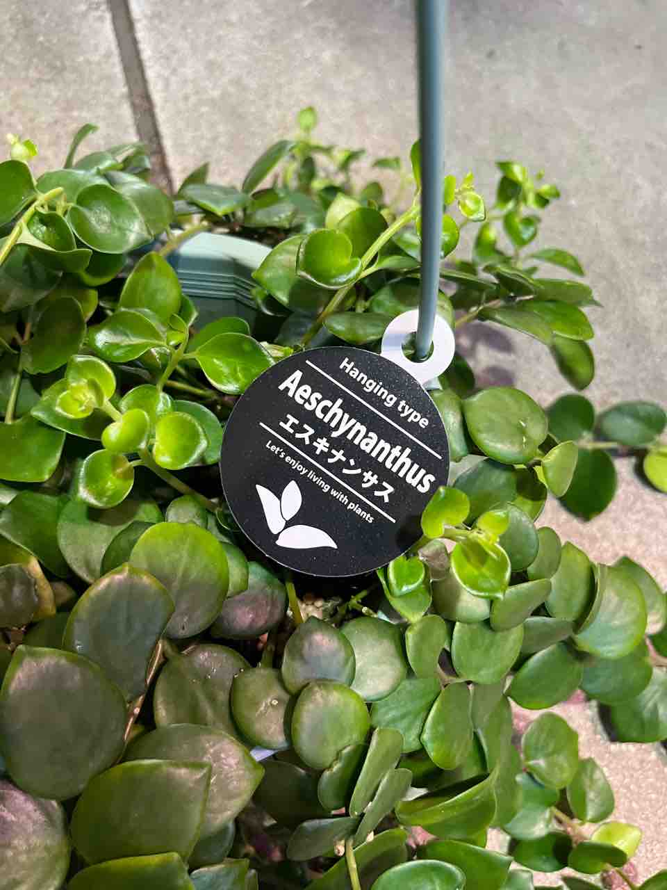 エスキナンサス　タイピング　抜き苗 61TRPXHpS0L._AC_UF350,