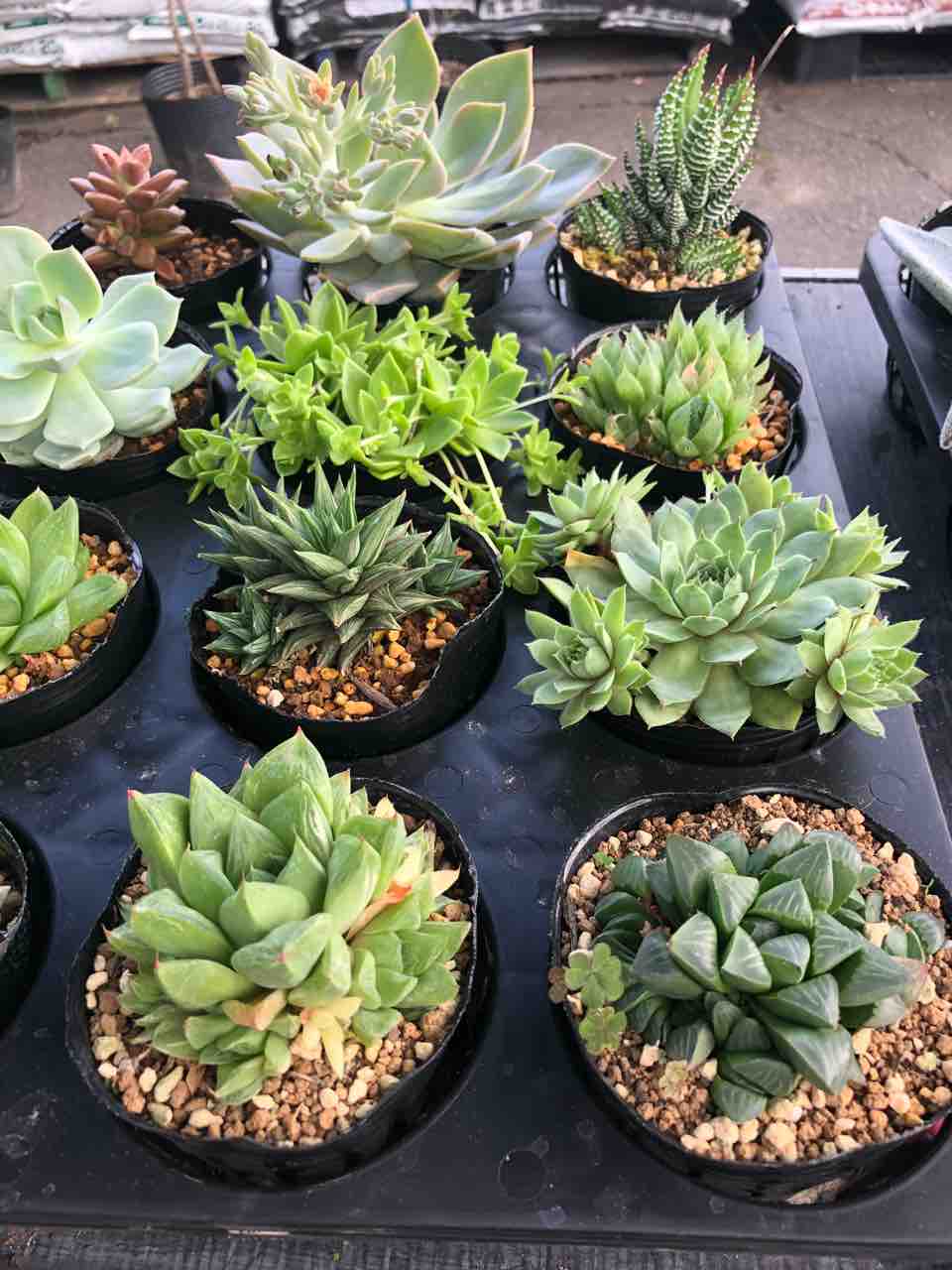 多肉植物 入荷 南坊園 一宮市 南坊園のブログ