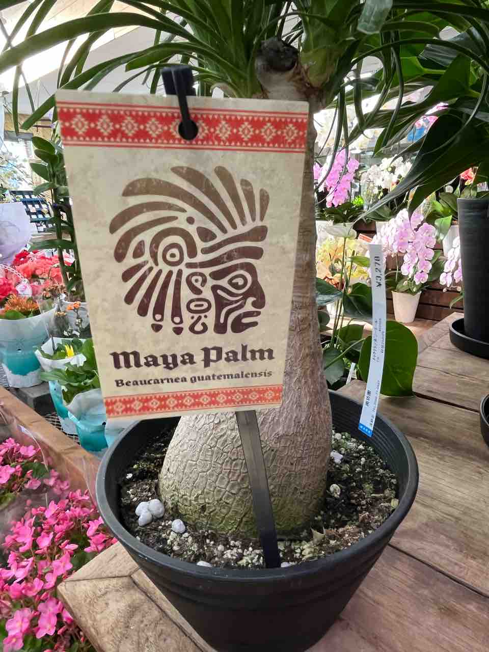 マヤパーム トックリラン ポニーテール入荷 南坊園一宮市 : 南坊