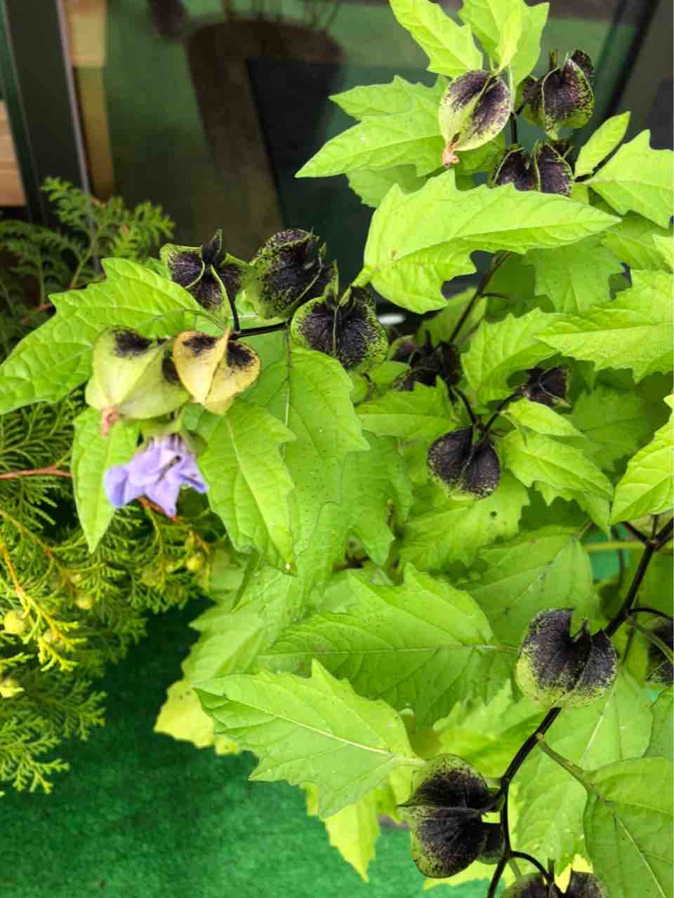 黒ホウズキの花 南坊園一宮市 南坊園のブログ