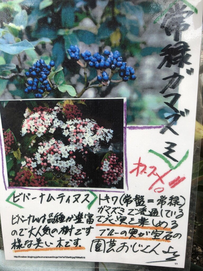 ビバーナムティヌス入荷 南坊園一宮市 南坊園のブログ ビバーナムティヌス入荷 南坊園一宮市 南坊園のブログ