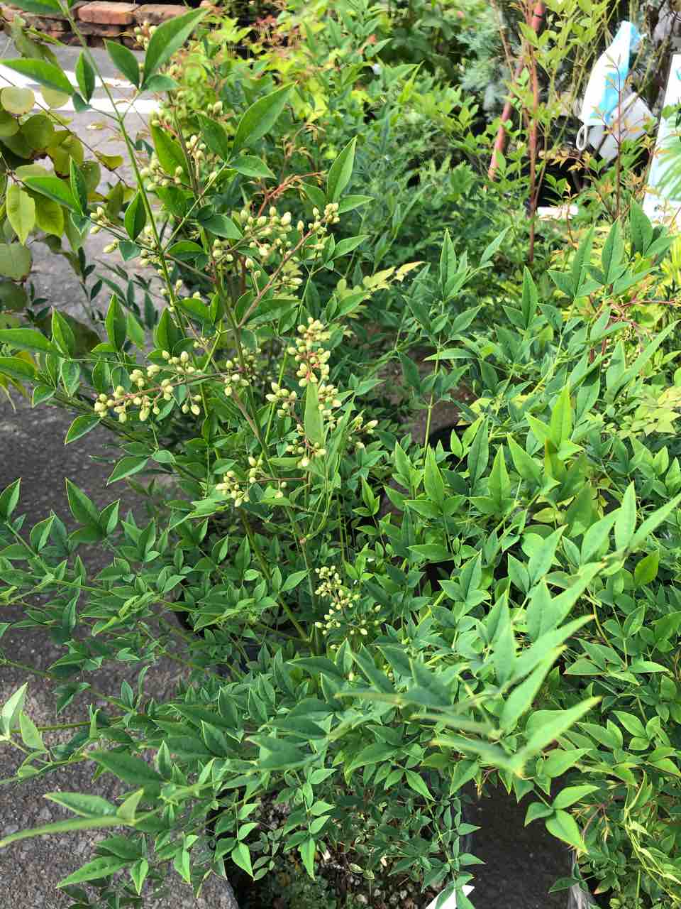 姫南天 入荷 南坊園 一宮市 南坊園のブログ