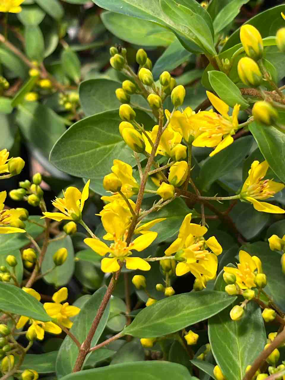 カズラの蔓 ツリガネカズラ／つりがねかずら／釣鐘葛 - 庭木図鑑 植木ペディア