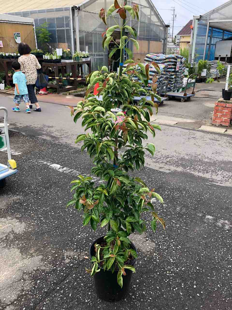 常緑ヤマボウシレッドムーン入荷 南坊園一宮 : 南坊園のブログ