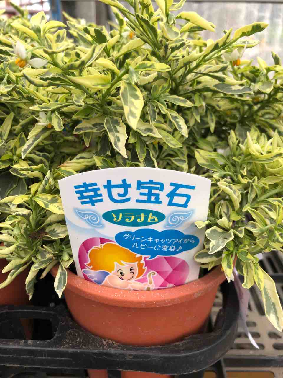 ソラナム幸せ宝石入荷 南坊園一宮市 南坊園のブログ