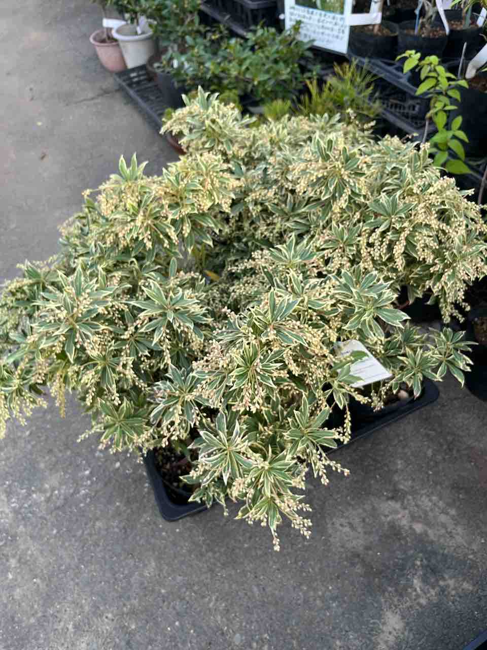 斑入りアセビ/ホワイトリム/優良株【現品発送】管理70856 斑入りアセビ/ホワイトリム/優良株【現品発送】管理70856 - メルカリ