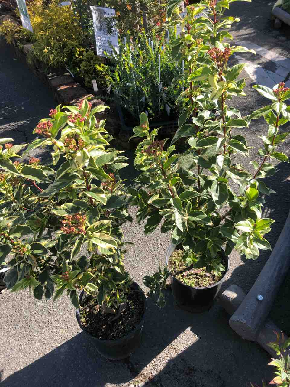 ビバーナムティヌス斑入り入荷 南坊園一宮市 南坊園のブログ ビバーナムティヌス斑入り入荷 南坊園一宮市 南坊園のブログ