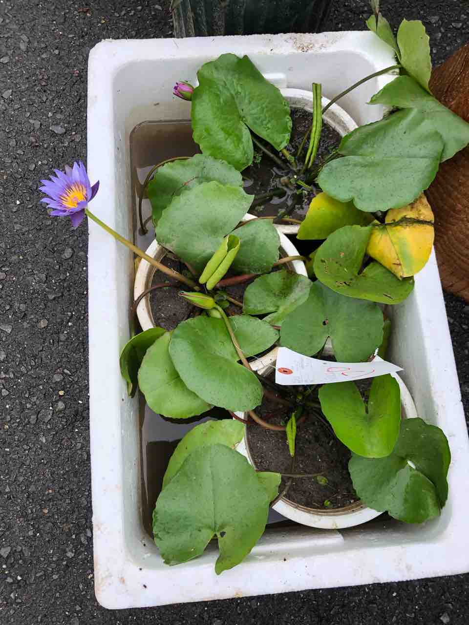 熱帯睡蓮入荷 南坊園一宮市 南坊園のブログ