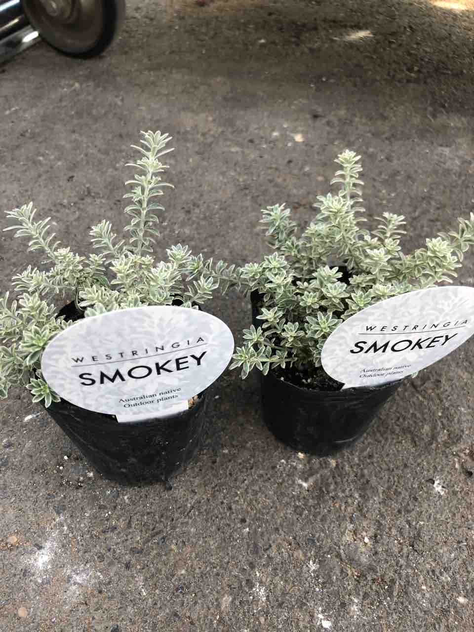 ウエストリンギア スモーキー入荷 南坊園一宮市 : 南坊園のブログ