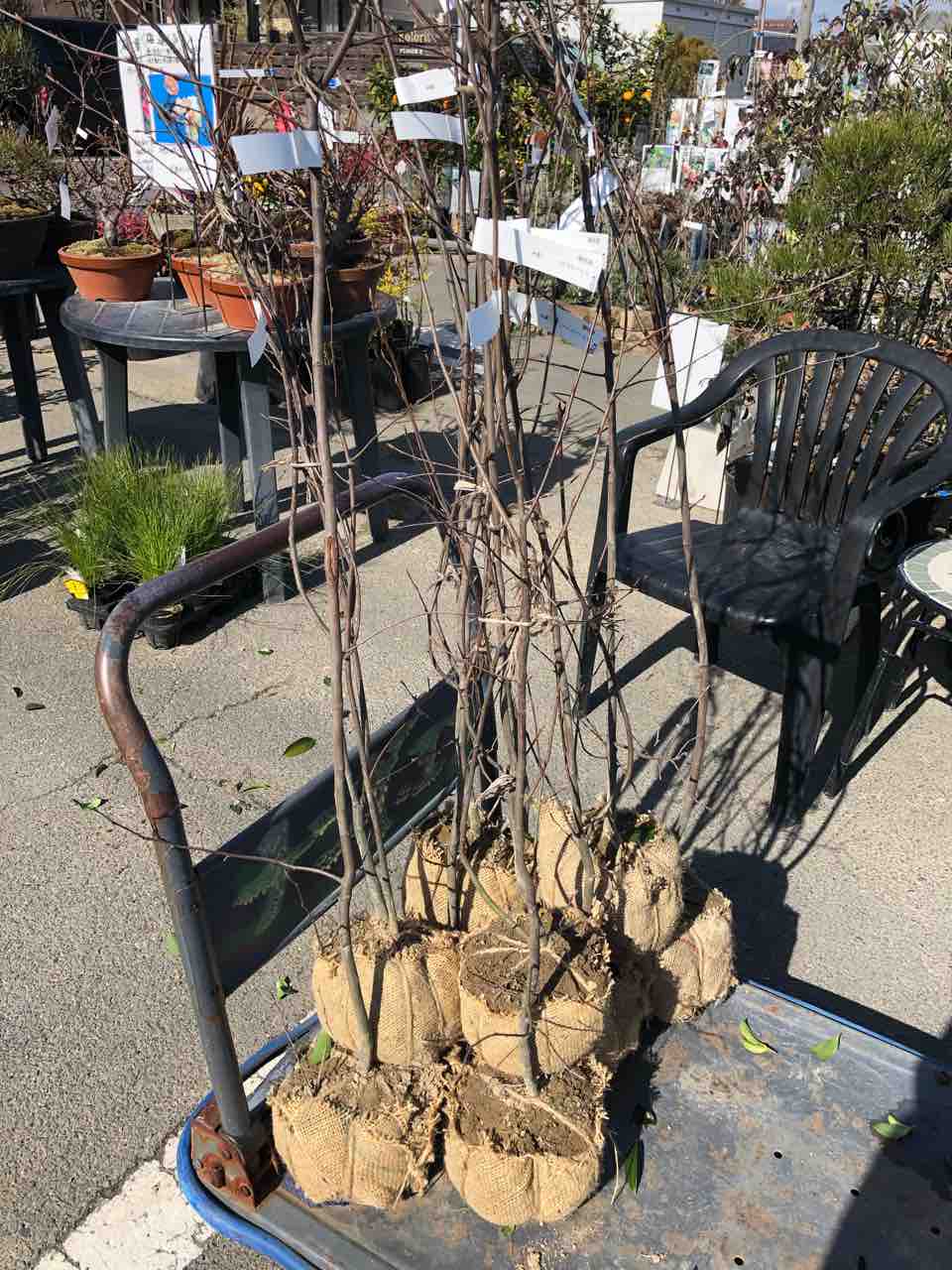 ジューンベリー入荷 南坊園一宮市 南坊園のブログ ジューンベリー入荷 南坊園一宮市 南坊園のブログ