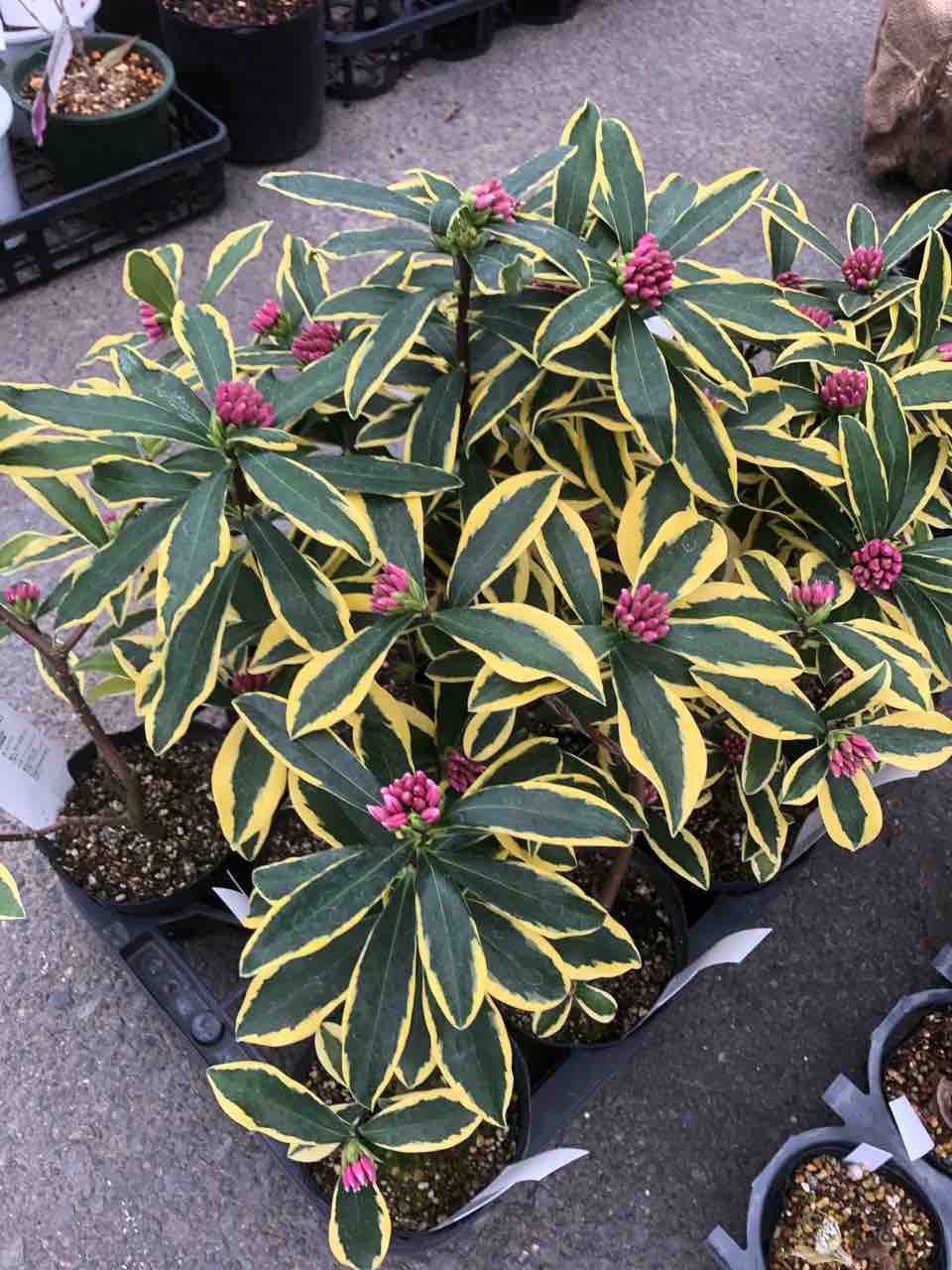 沈丁花 前島 入荷 南坊園一宮市 南坊園のブログ