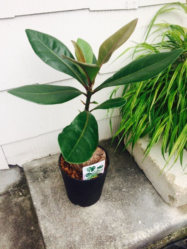 バリントニアが入荷 南坊園 南坊園のブログ