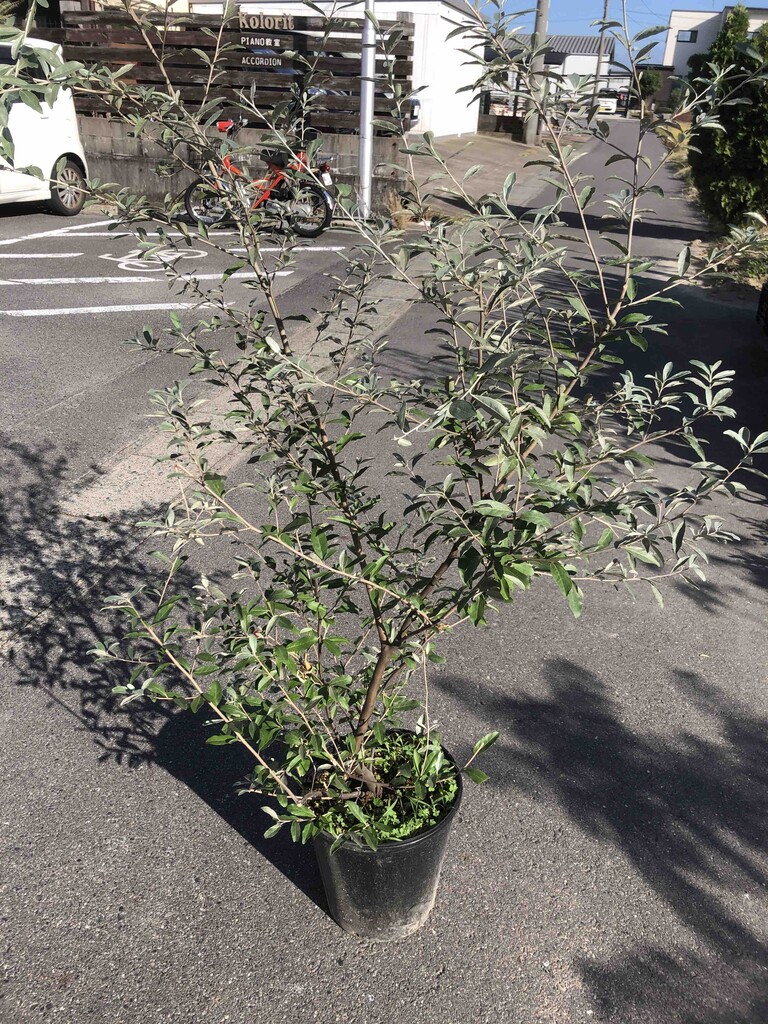 ロシアンオリーブ入荷 南坊園一宮市 南坊園のブログ