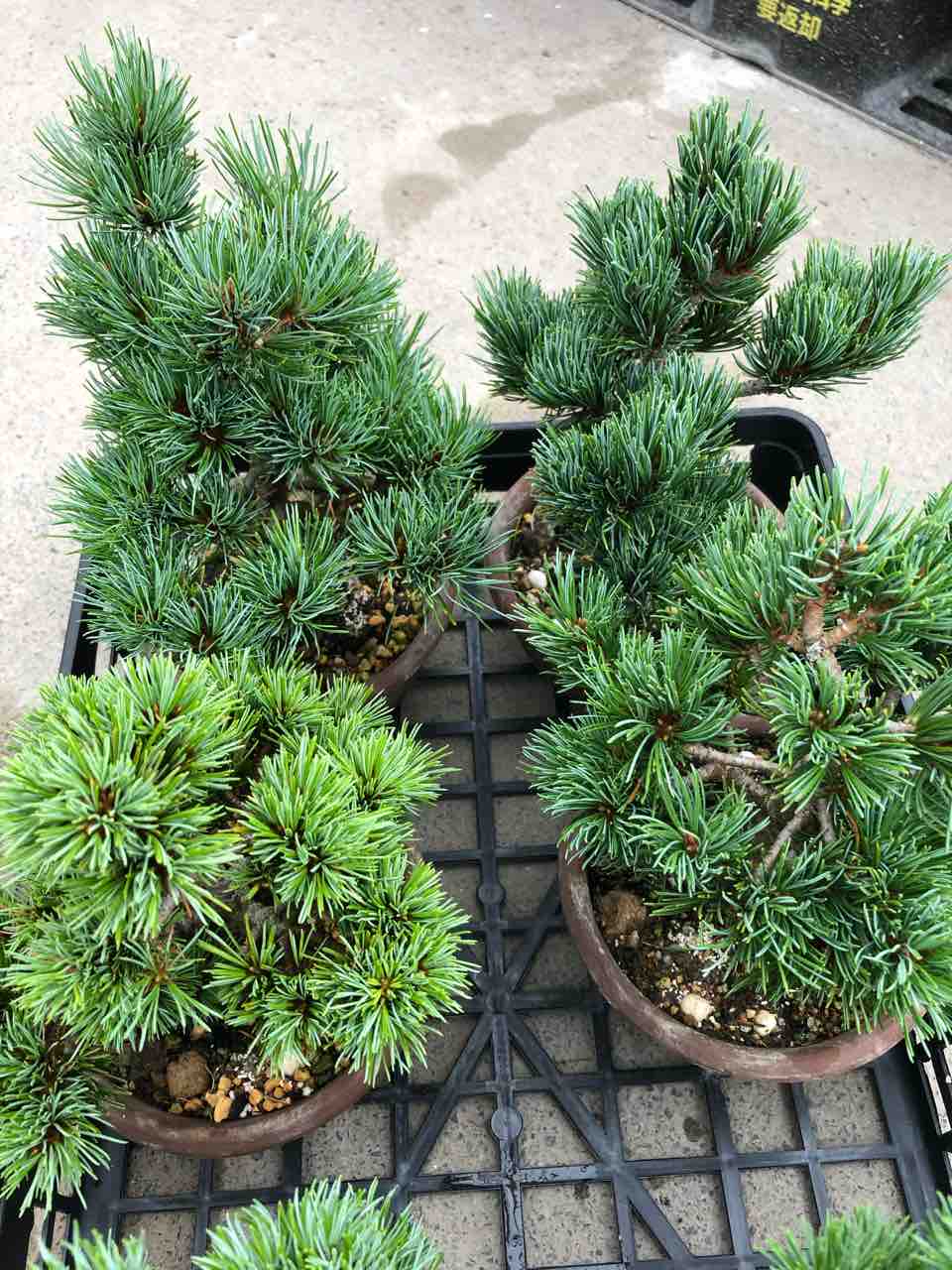 八房五葉松入荷 南坊園一宮 : 南坊園のブログ