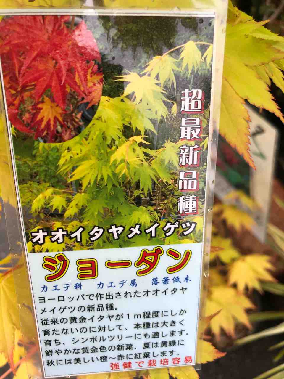オオイタヤメイゲツ ジョーダン入荷 南坊園一宮市 : 南坊園のブログ