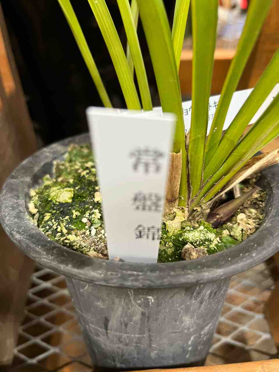 キンリョウヘントキワ入荷 南坊園一宮市 : 南坊園のブログ