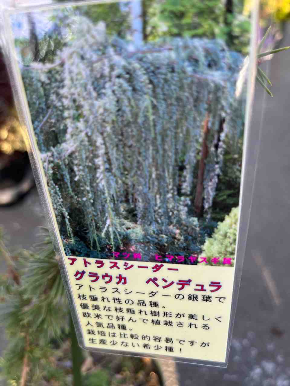 アトラスシーダー　グラウカ　ペンデュラ アトラスシーダー 'グラウカペンデュラ' - 東京都農林水産振興