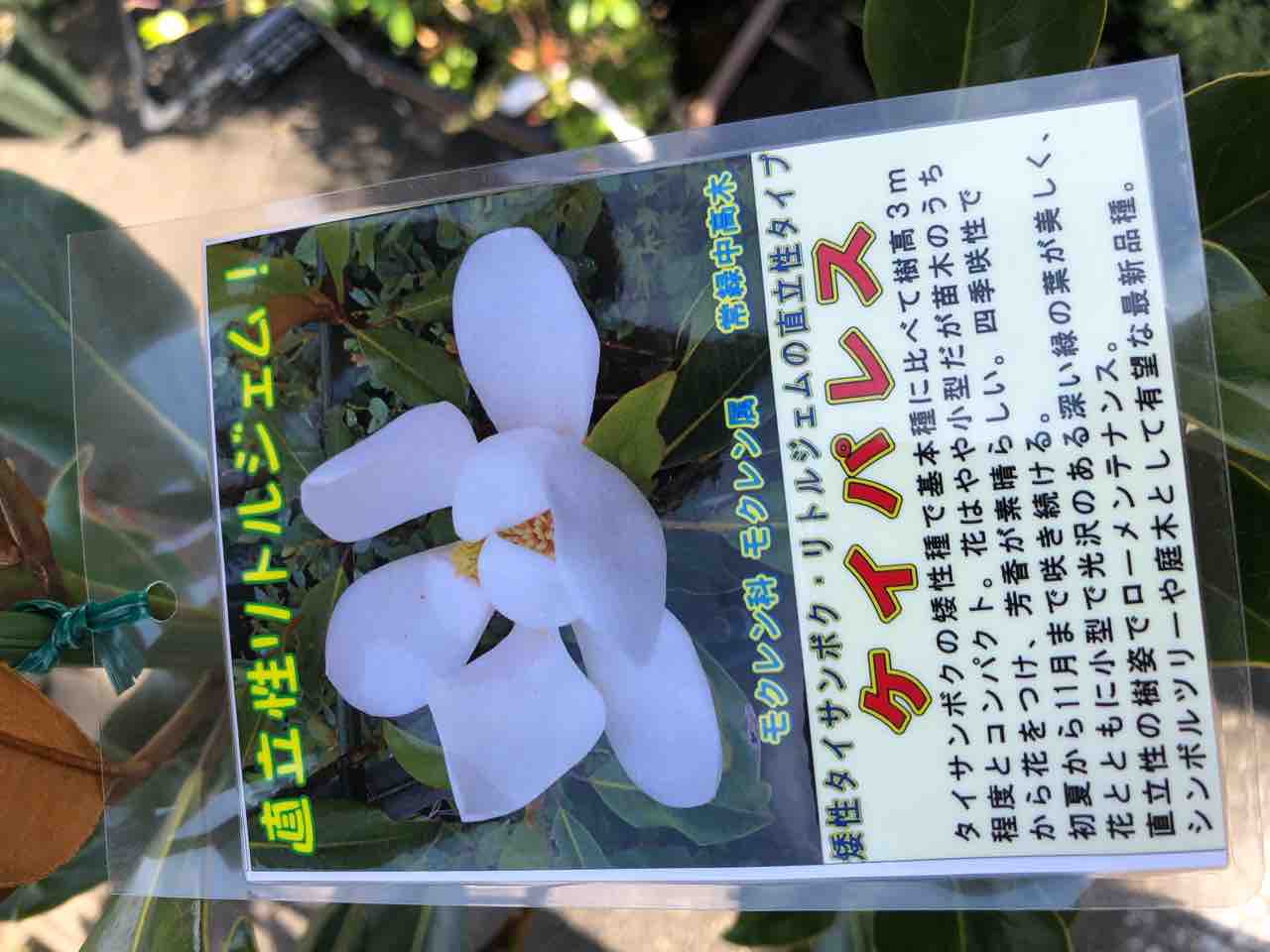 リトルジェム ケイパレス入荷 南坊園一宮市 : 南坊園のブログ