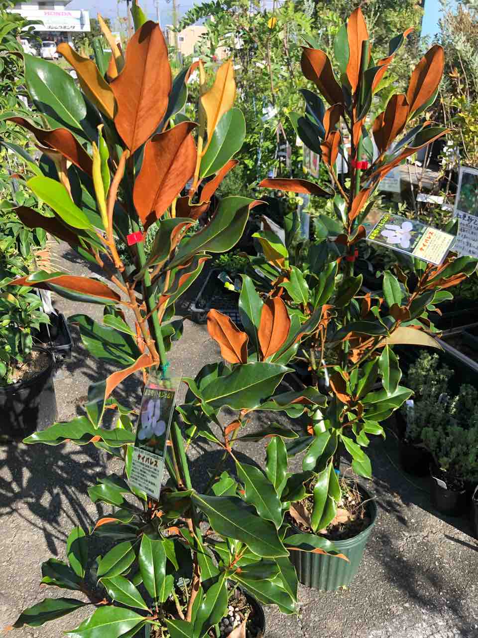 リトルジェム ケイパレス入荷 南坊園一宮市 : 南坊園のブログ