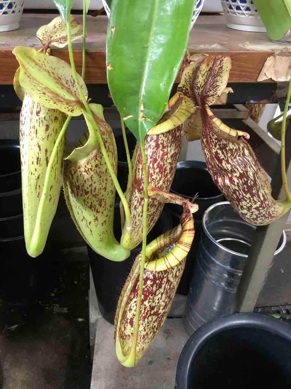 ネペンテスウツボカズラ入荷 南坊園一宮市 南坊園のブログ