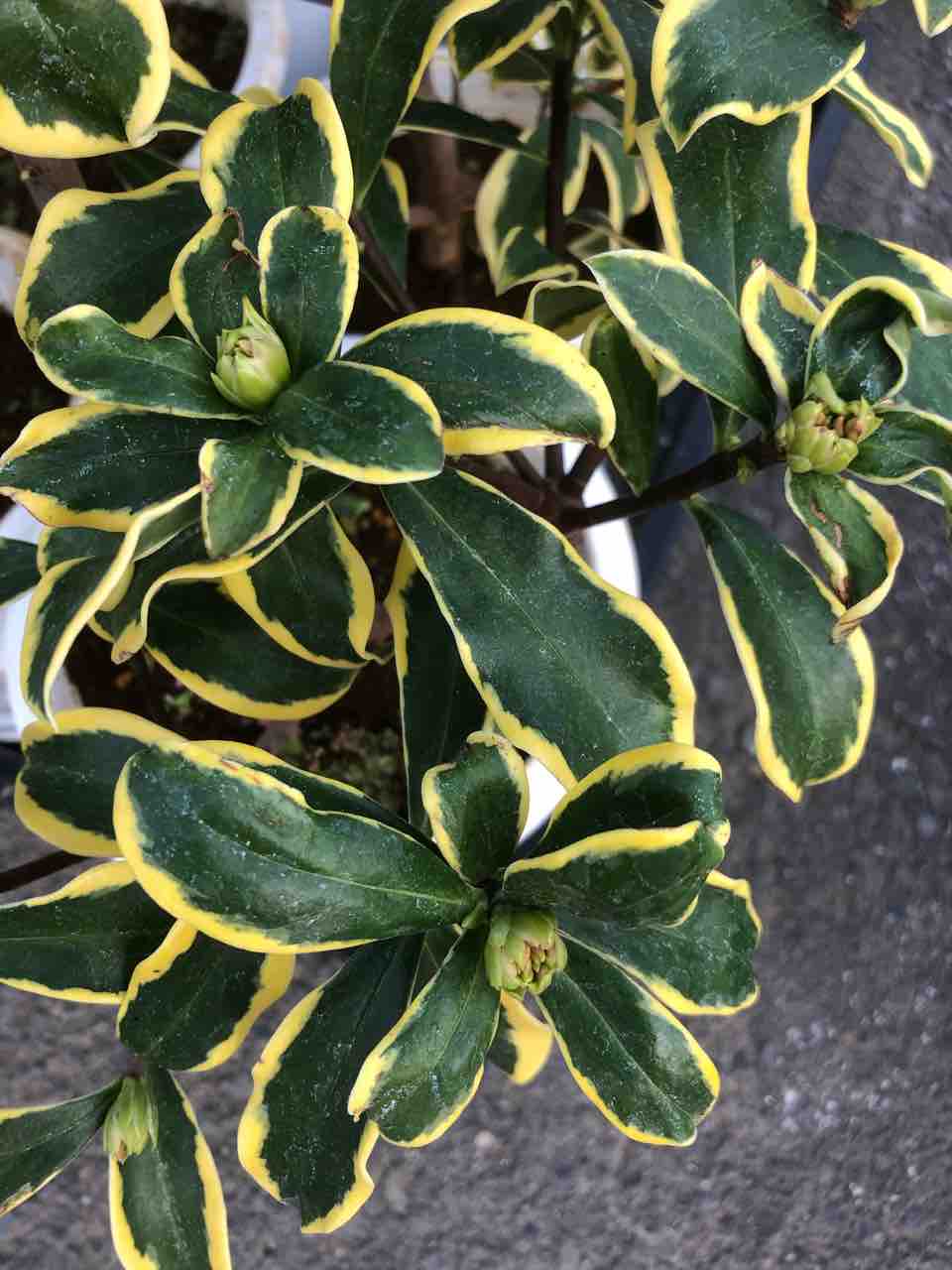 沈丁花前島入荷 南坊園一宮市 南坊園のブログ