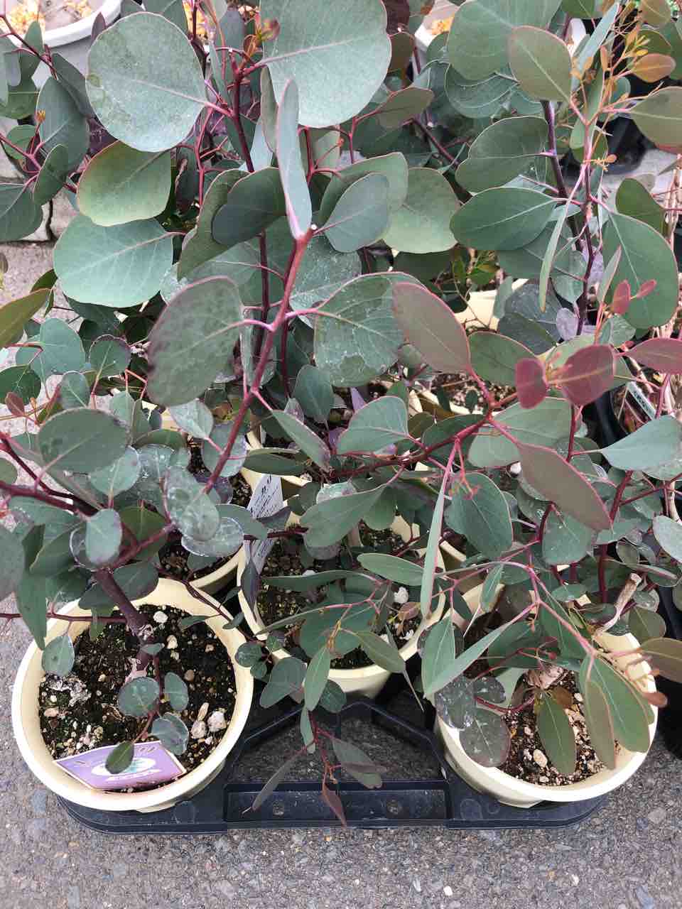 ユーカリポポラス入荷 南坊園一宮市 南坊園のブログ