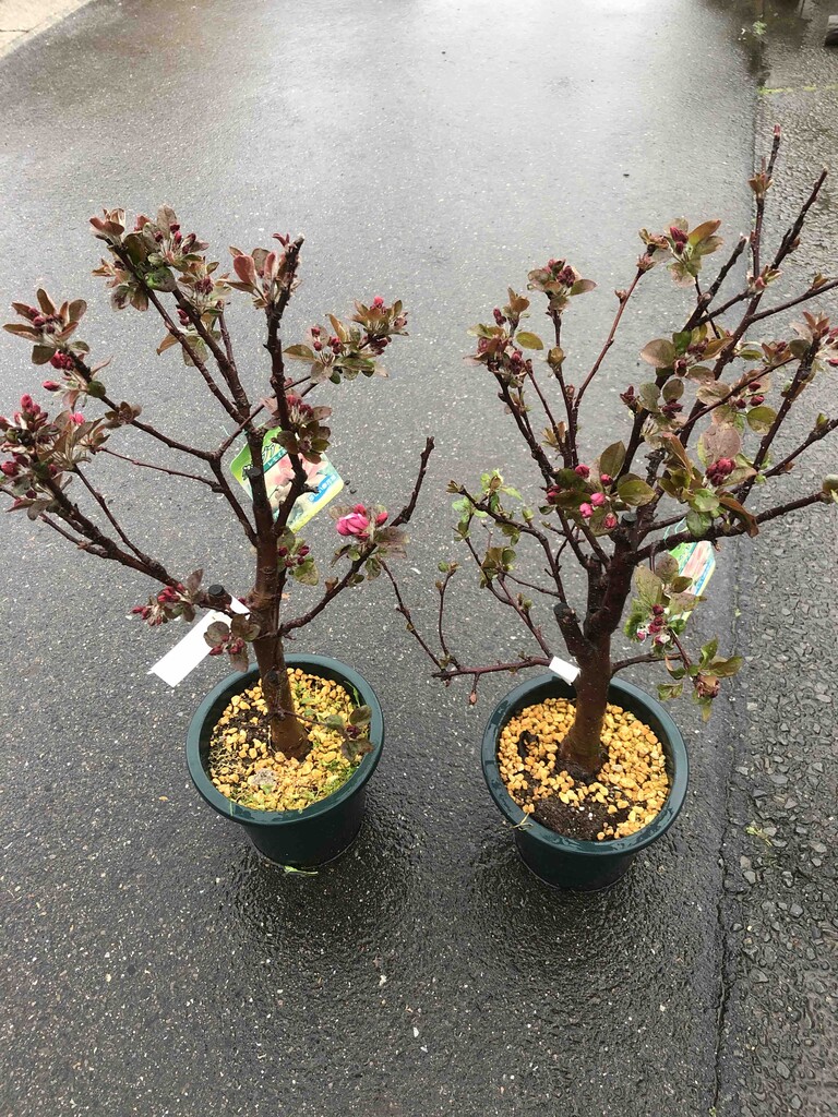 クラブアップルレモイネ入荷 南坊園一宮市 南坊園のブログ