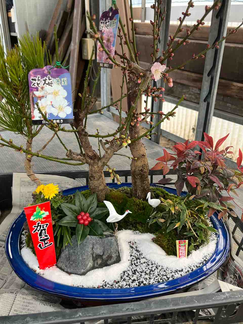 松竹梅寄せ植え入荷 南坊園一宮市 : 南坊園のブログ