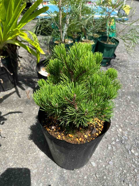 モンタナ松入荷 南坊園一宮市 : 南坊園のブログ