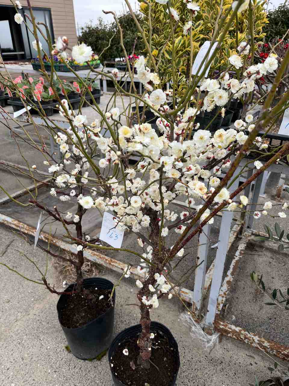 雲龍梅入荷 南坊園一宮市 : 南坊園のブログ