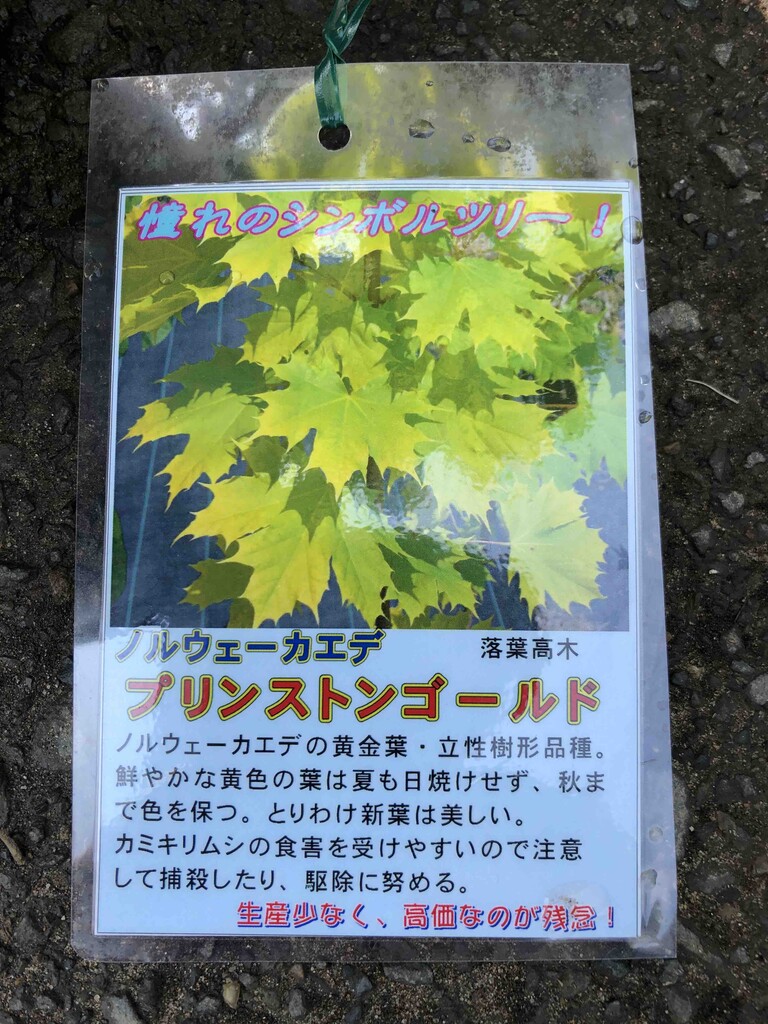 ノルウェーカエデ プリンストンゴールド入荷 南坊園一宮市 南坊園のブログ