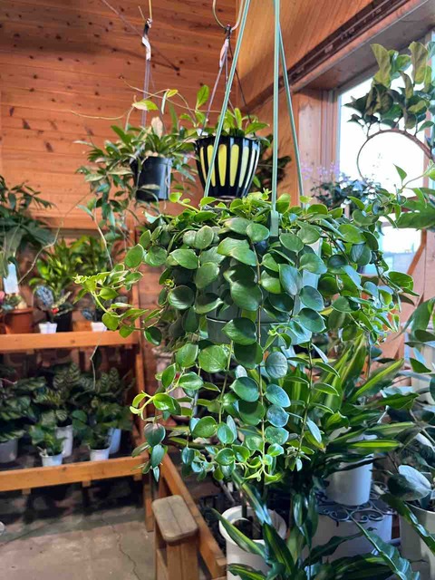 エスキナンサス【タイピンク】入荷 南坊園一宮市 : 南坊園のブログ