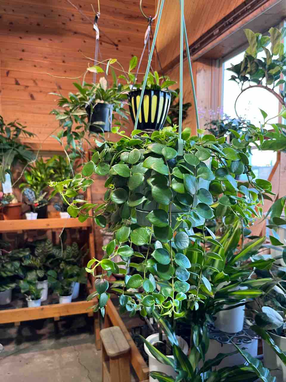 エスキナンサス【タイピンク】入荷 南坊園一宮市 : 南坊園のブログ