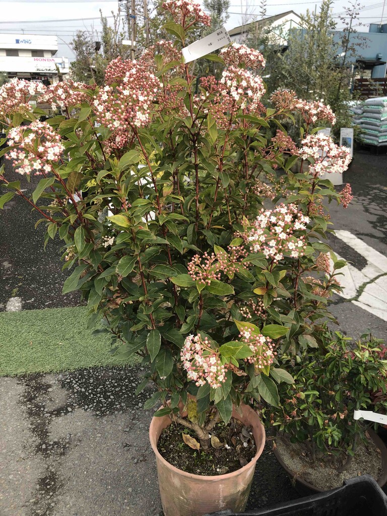 ビバーナムティヌス入荷 南坊園一宮市 南坊園のブログ ビバーナムティヌス入荷 南坊園一宮市 南坊園のブログ