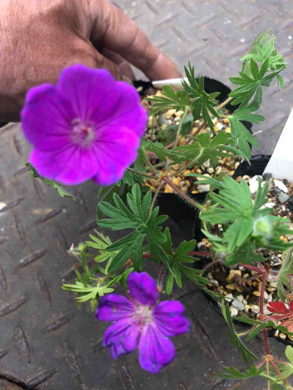 白山フウロの花が咲いています 南坊園 一宮市 南坊園のブログ