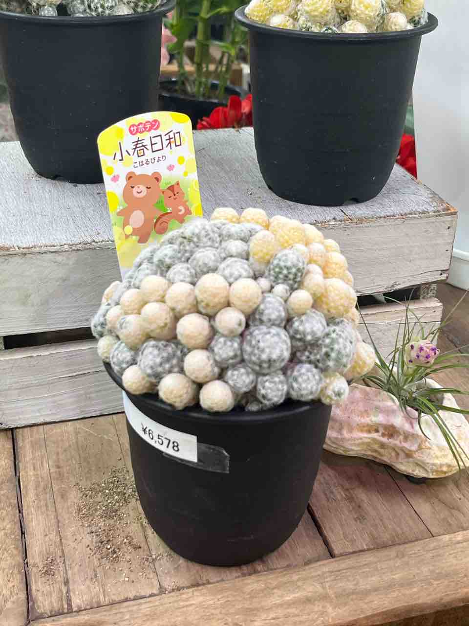 サボテン小春日和入荷 南坊園一宮市 : 南坊園のブログ