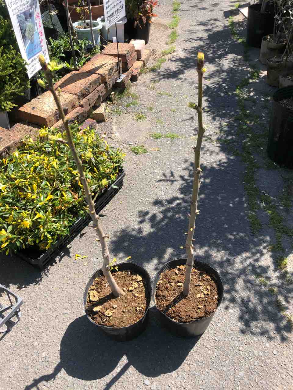 珍品アメリカ フウ シルバーキング入荷 南坊園一宮市 南坊園のブログ