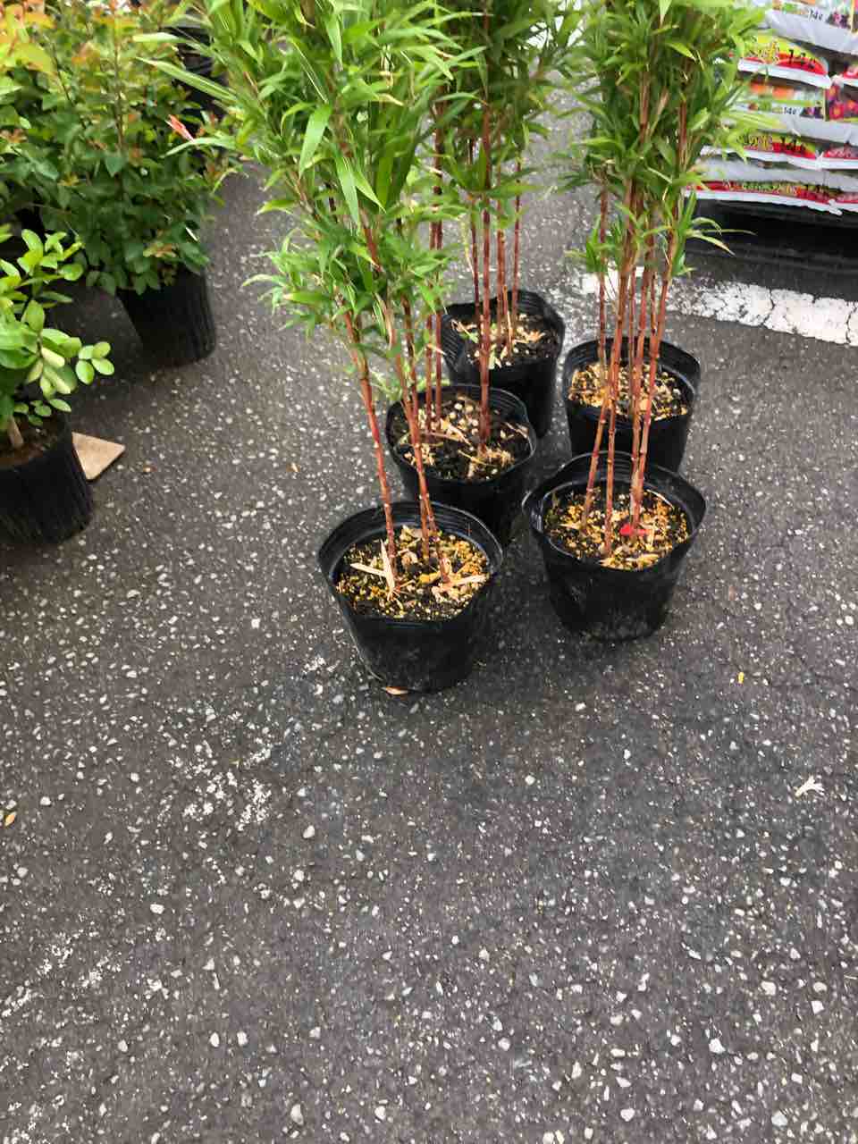 朱竹 入荷 南坊園一宮市 : 南坊園のブログ