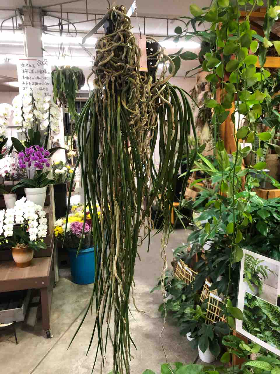 セイデンファデニア ミトラタ セイデンファデニア ミトラタ 250714 3