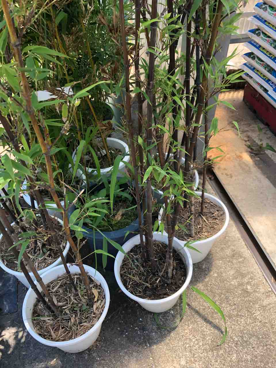 黒竹入荷 南坊園一宮市 南坊園のブログ