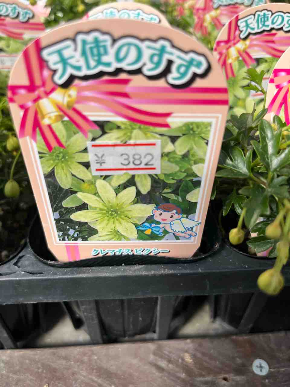 クレマチスピクシー【天使の鈴】入荷 南坊園一宮市 : 南坊園のブログ