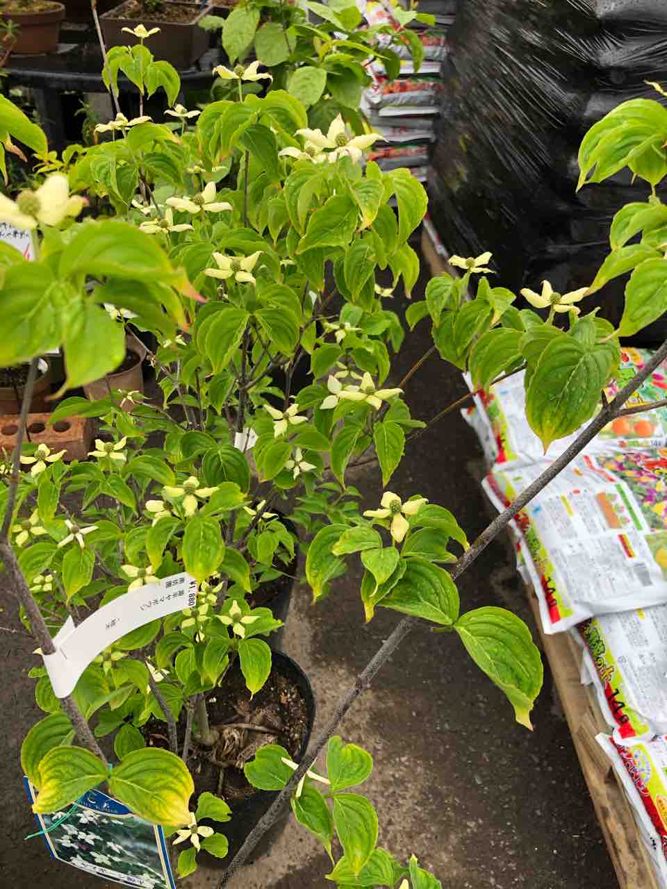 源平ヤマボウシ入荷 南坊園一宮市 南坊園のブログ