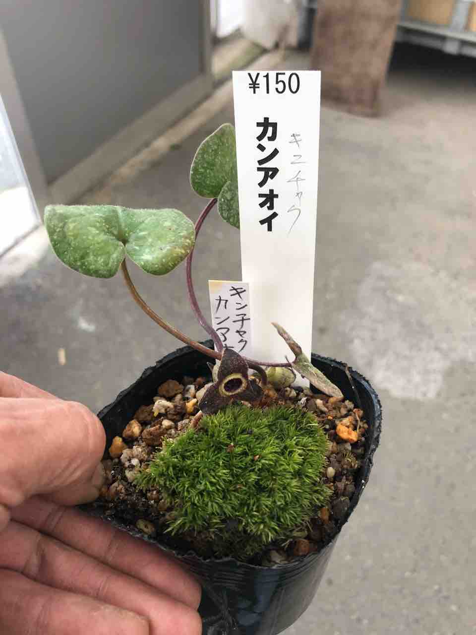 キンチャクカンアオイ 入荷 南坊園 一宮市 : 南坊園のブログ