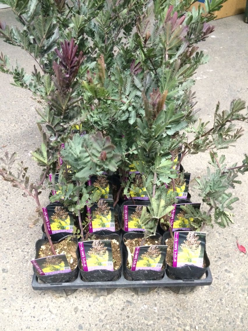 ミモザアカシア プルプレア 入荷 南坊園 一宮市 南坊園のブログ