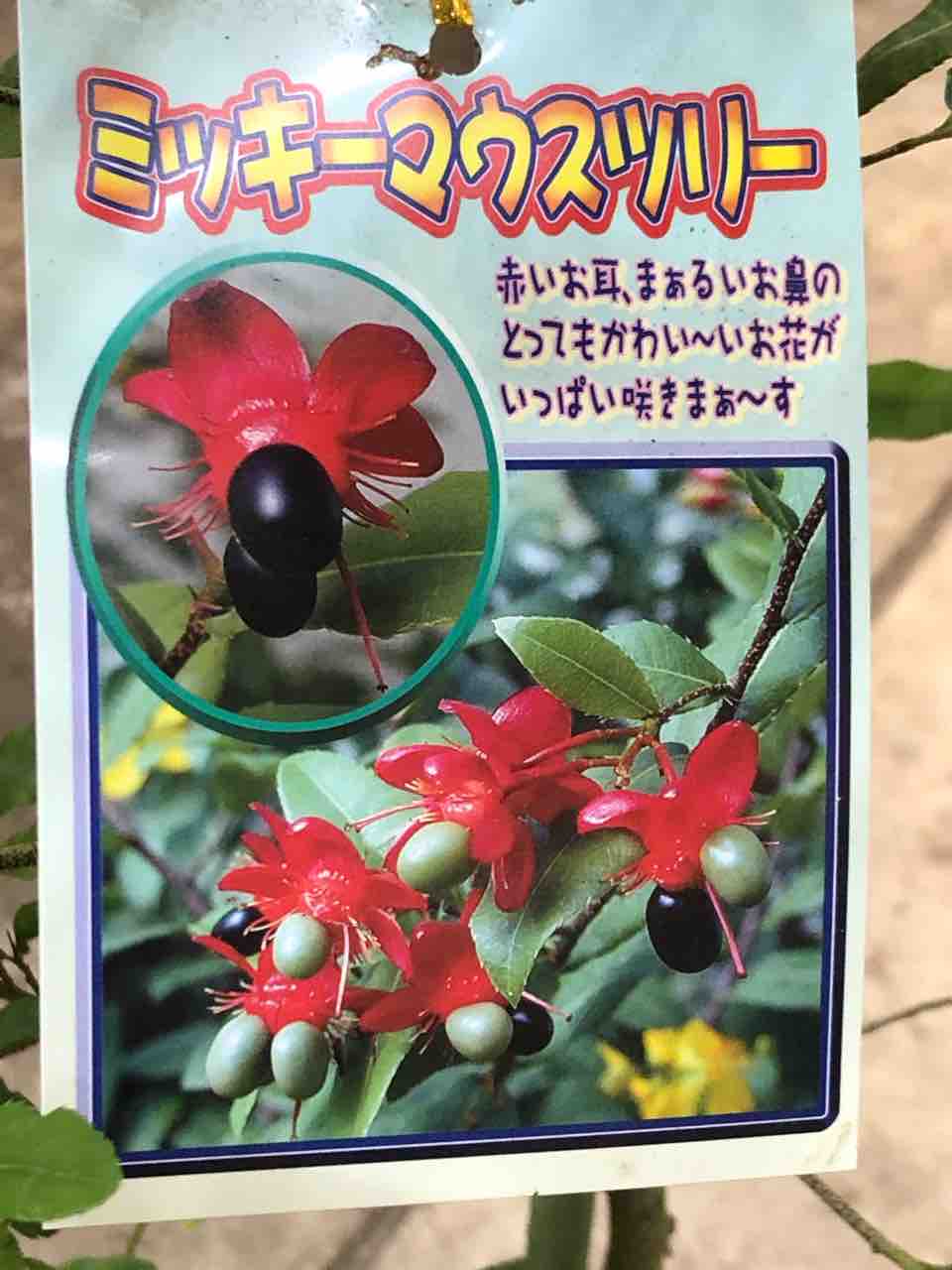ミッキーマウスツリー入荷 南坊園一宮市 南坊園のブログ