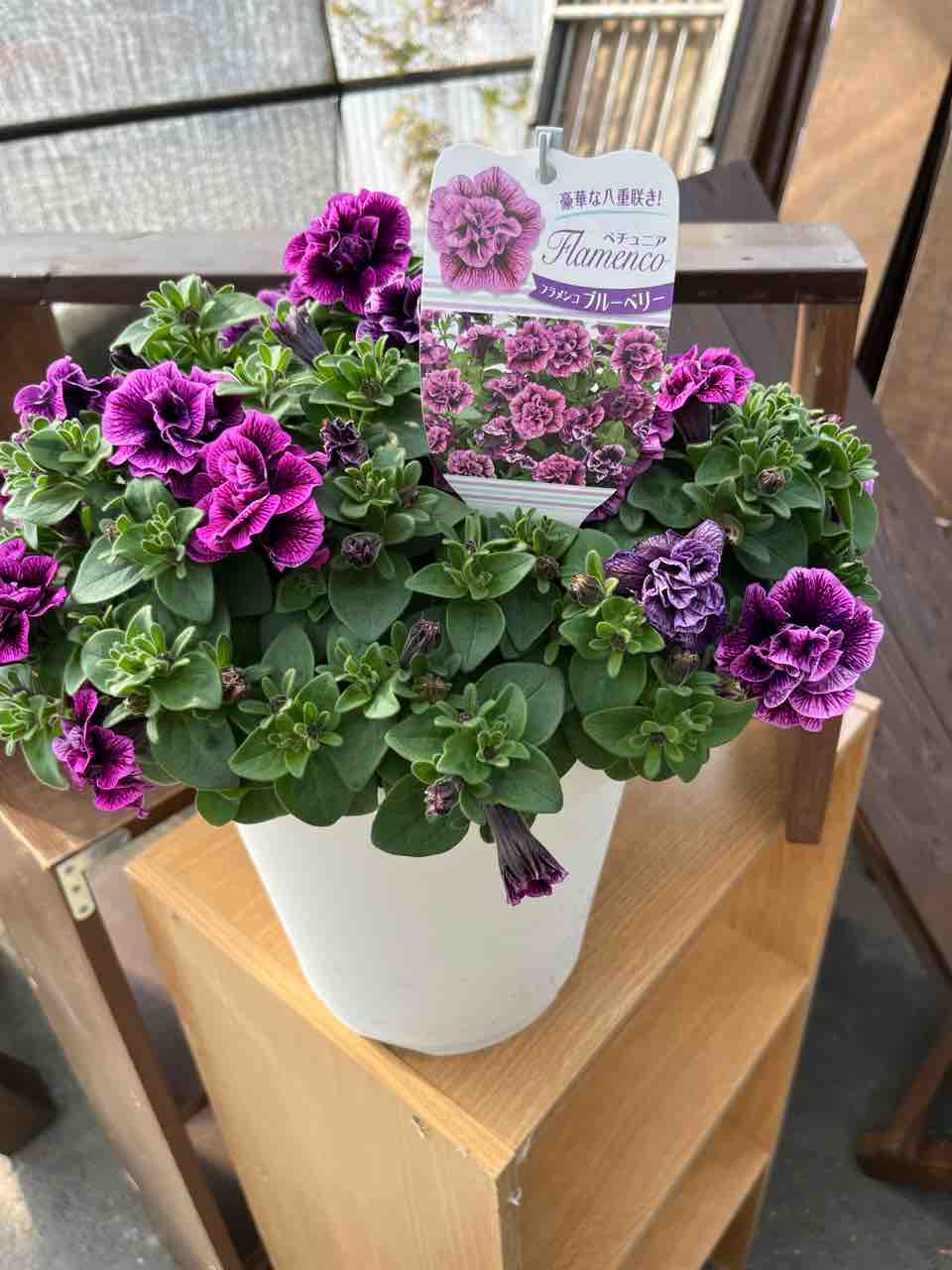ペチュニアフラメンコブルーベリー入荷 南坊園一宮市 : 南坊園のブログ