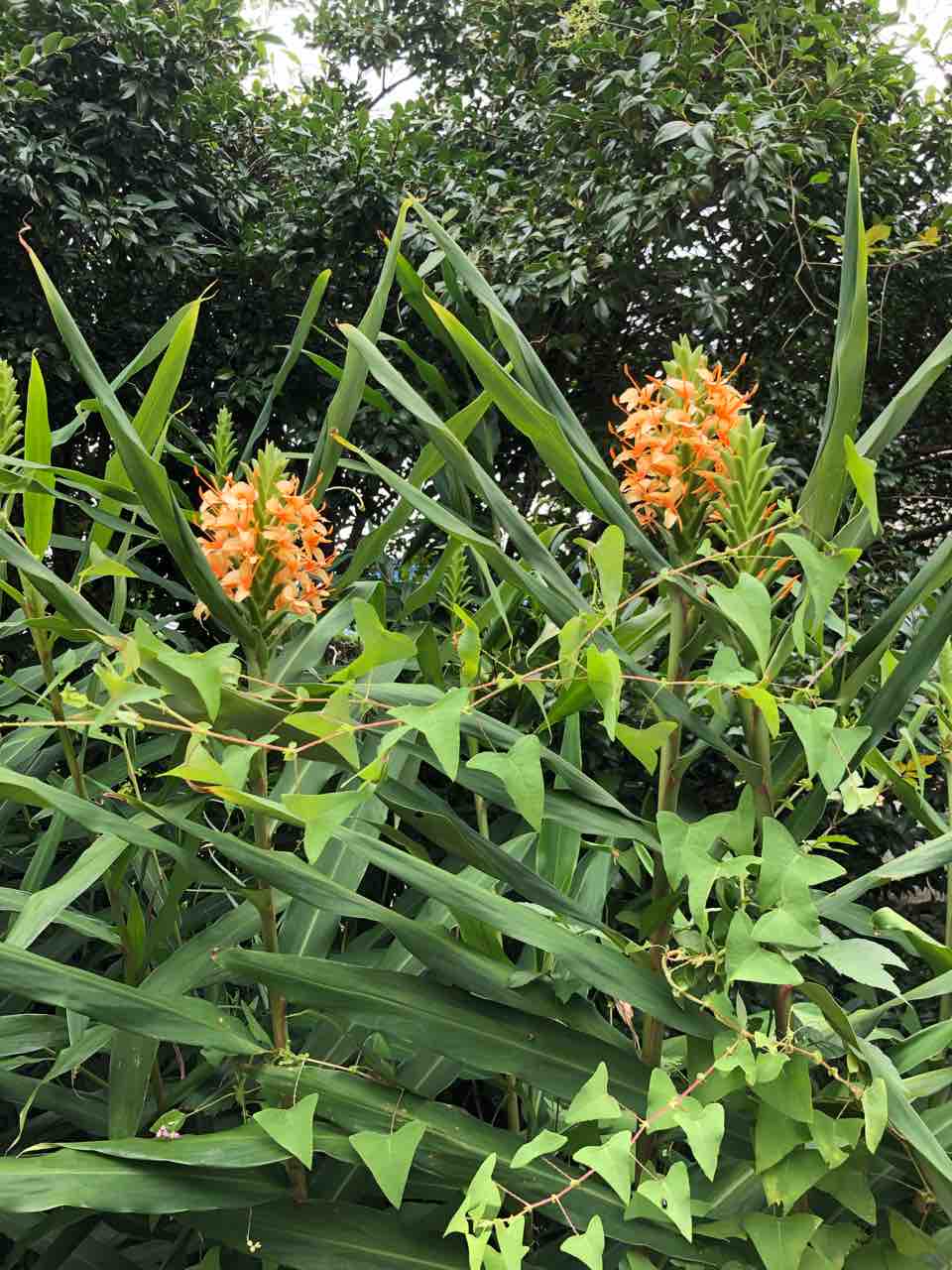 ジンジャーリリーの苗(根っこ) 【公式通販】